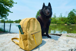 Dog sitting next to a backpack near a lake